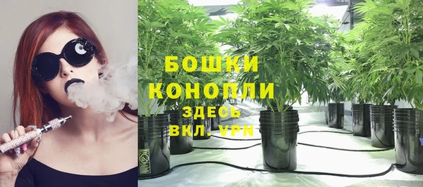 прущие грибы Тихвин